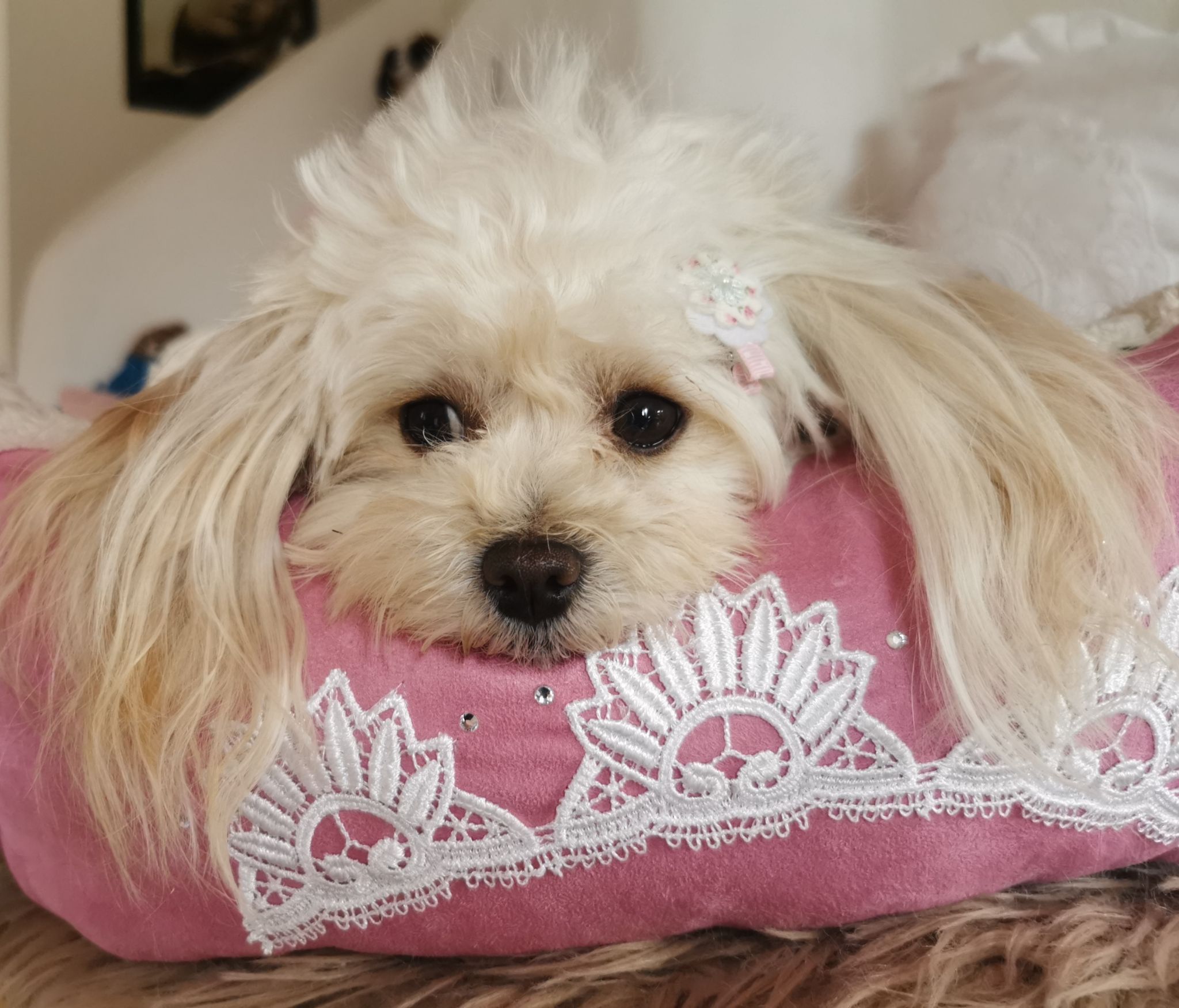 IMG 20250218 115114 resized 20250218 115520882