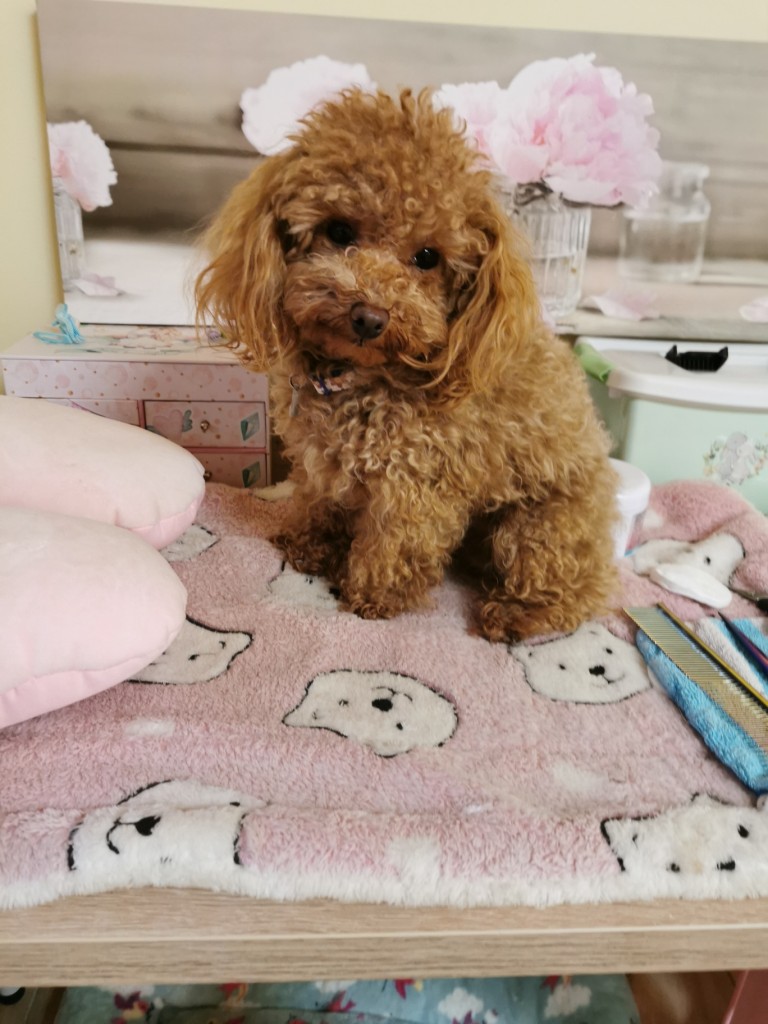 IMG 20211217 162646 resized 20211225 053718174