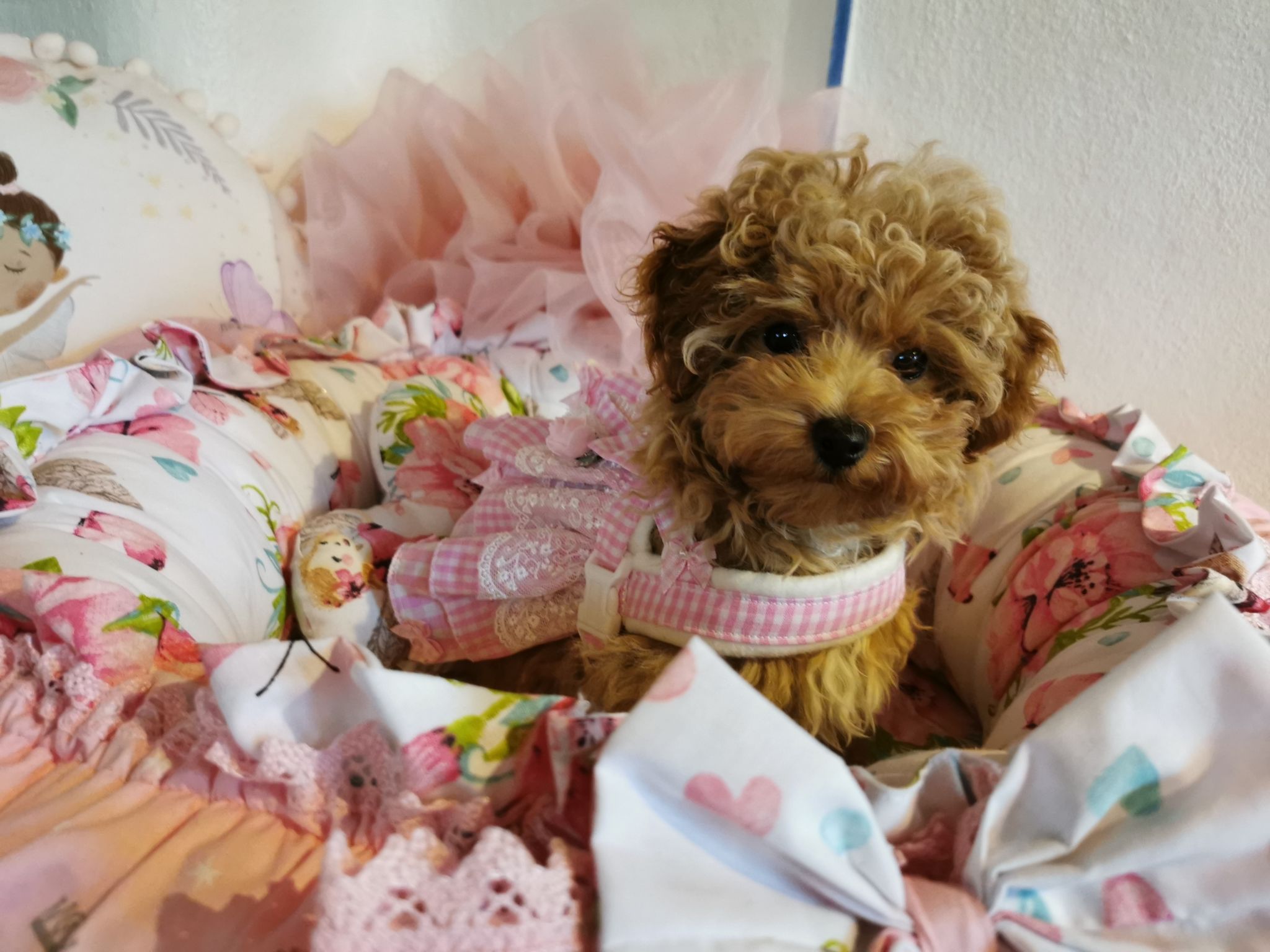 IMG 20230516 093544 2 resized 20250218 095804550