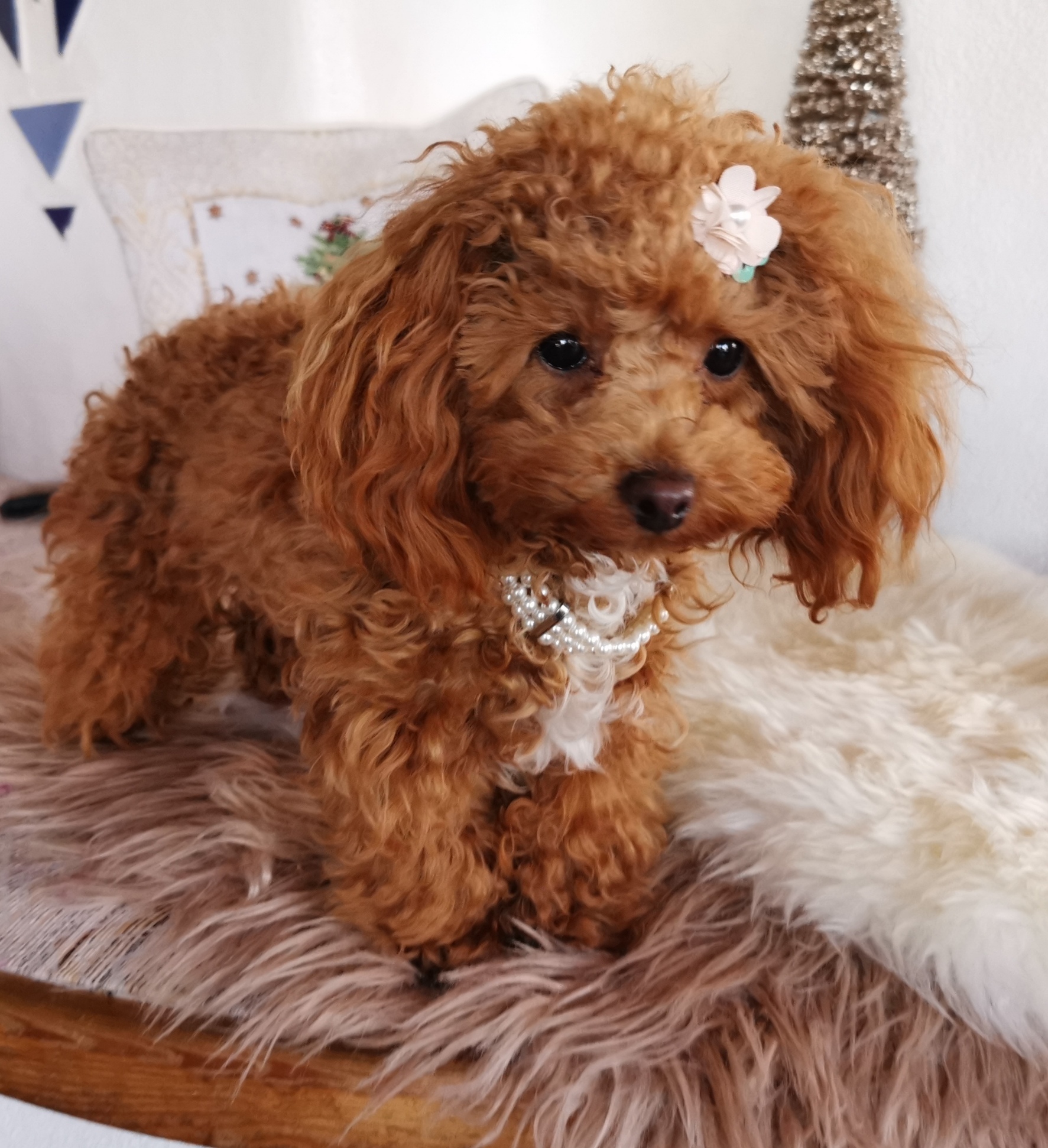 IMG 20231218 083936 resized 20250218 095804958