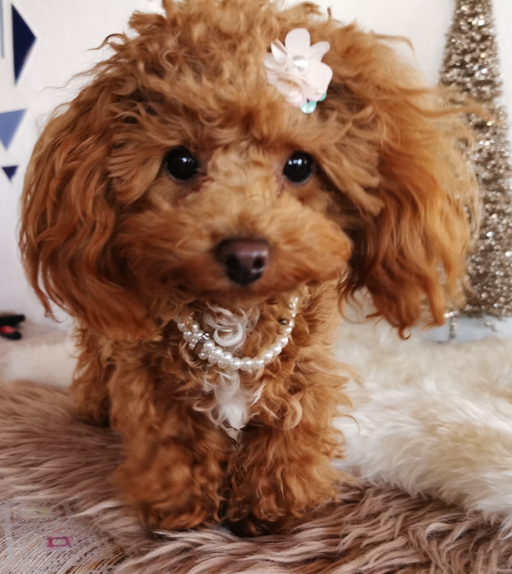 IMG 20231218 084129 resized 20250218 095805463