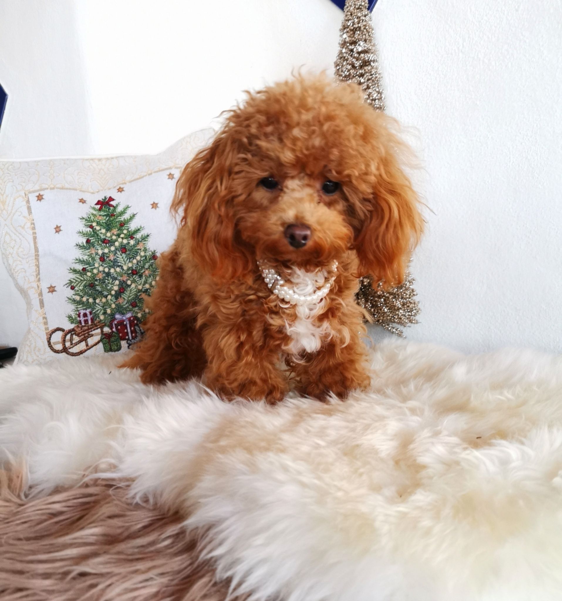 IMG 20231218 173409 resized 20250218 095805180