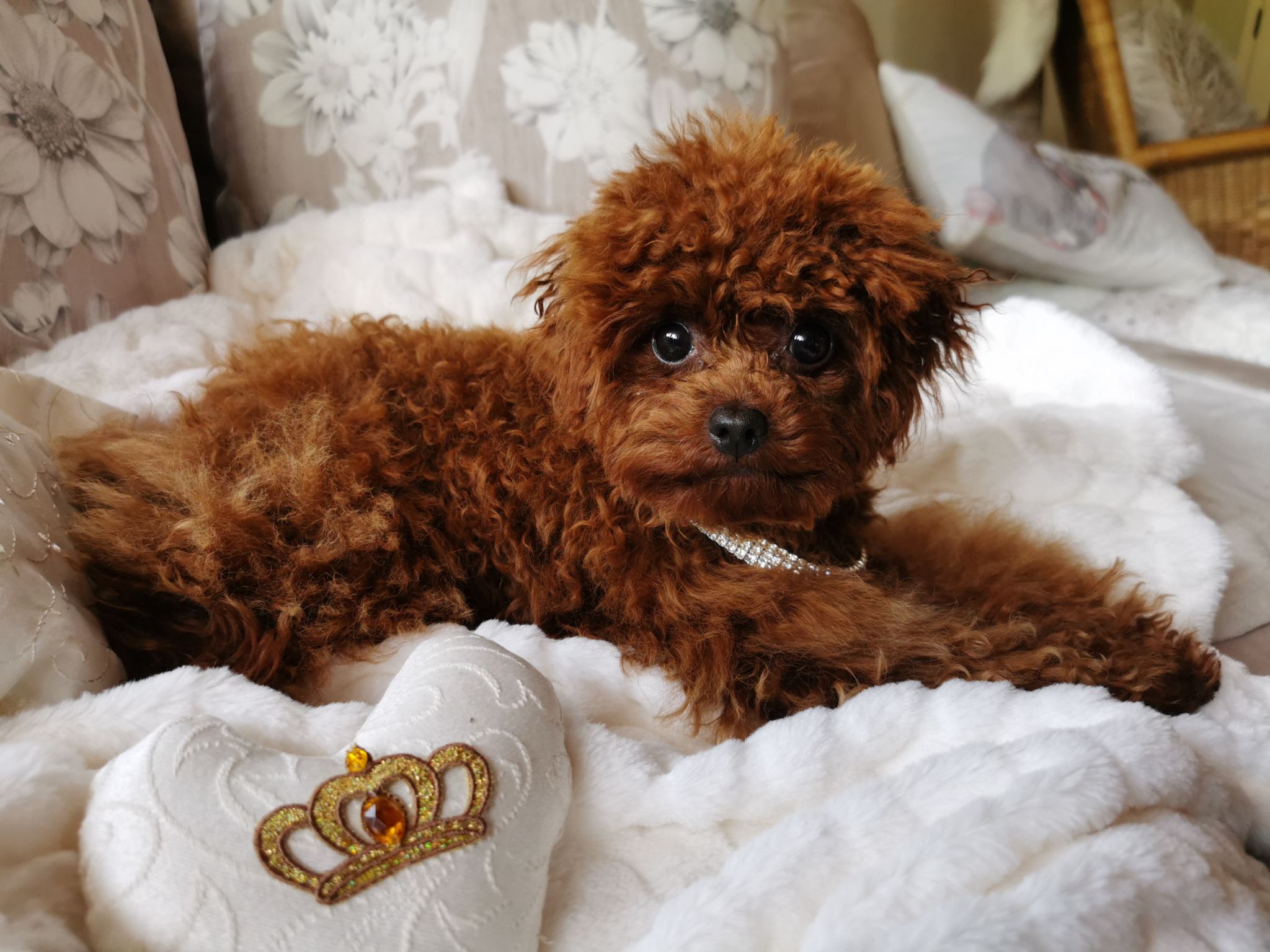 IMG 20240515 104413 resized 20250218 095147150