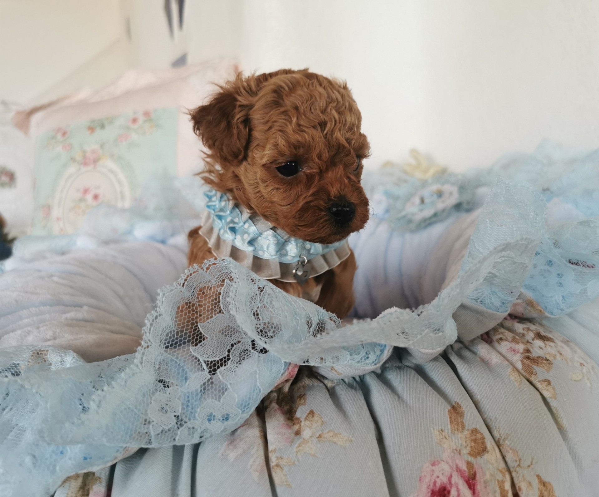 Thumbnail IMG 20250204 092817 edit 45568813192002 resized 20250217 025727456