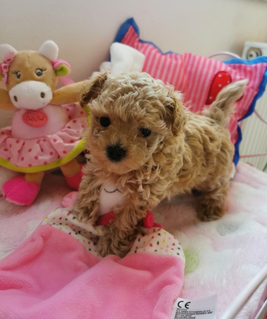 IMG 20200522 145336 resized 20211225 052638359