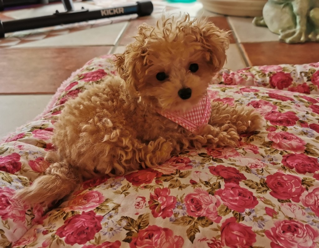 IMG 20200719 165433 resized 20211225 052638504