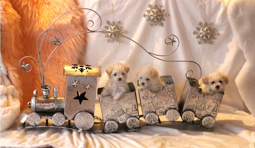 Teacuppudel von Engelsburg